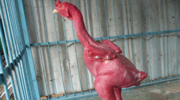 Stalin and the Chicken…