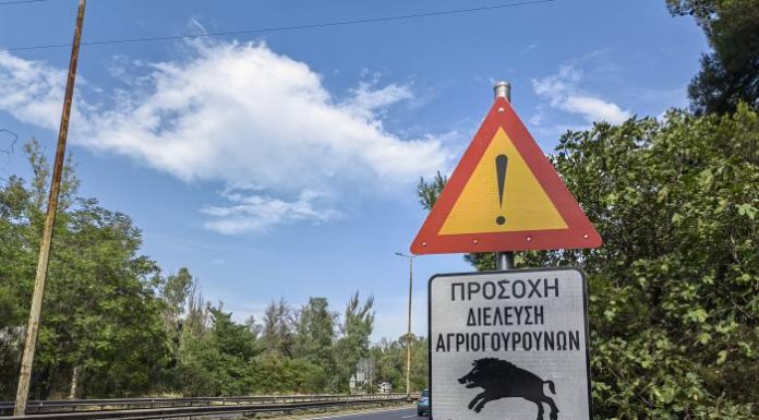 Wild Boars In the Streets of Athens!