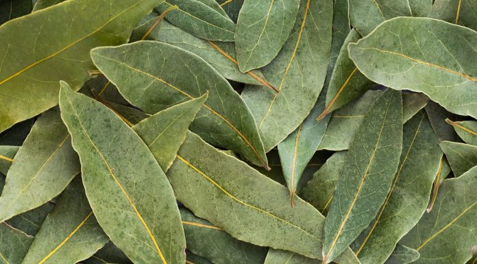 The Huge, Therapeutic Qualities of Bay Leaves…
