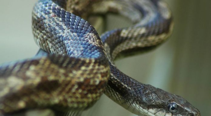 Man Bites Snake and Kills it – In India!