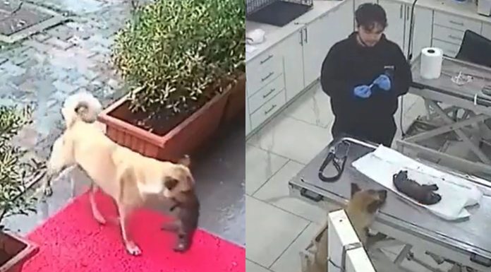 Constantinople: Stray Dog Brings Her Dying Puppy To the Vet (Video)
