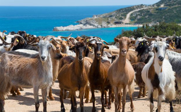 The Guardian Demolishes Mitsotakis: From Crete’s Mafia Scandal to the EU Farming Fraud