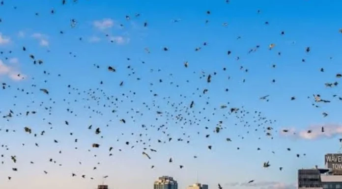 An Ominous Sight? Thousands of Crows Over Tel Aviv