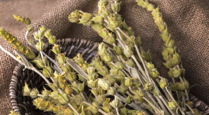 Greek Mountain Tea offers Health Benefits